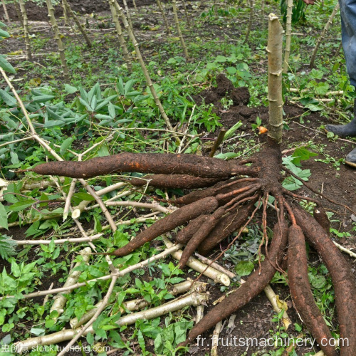 Cassava / ail / poudre de production